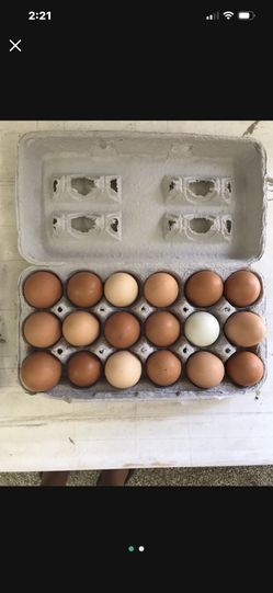 Fresh Eggs.