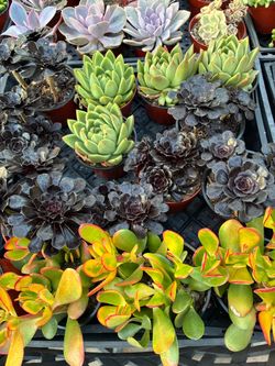 Premium 4 inch Succulents- $2 each