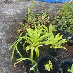 Bromelia plants