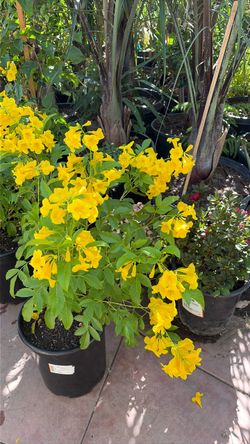 Esperanza’s tree