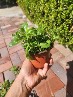 baby sun roses plant