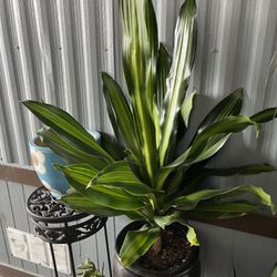 Large Live Dracaena Marley Outdoor Plant In Heavy Ceramic Pot 