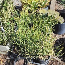 Fire stick plants, well rooted
