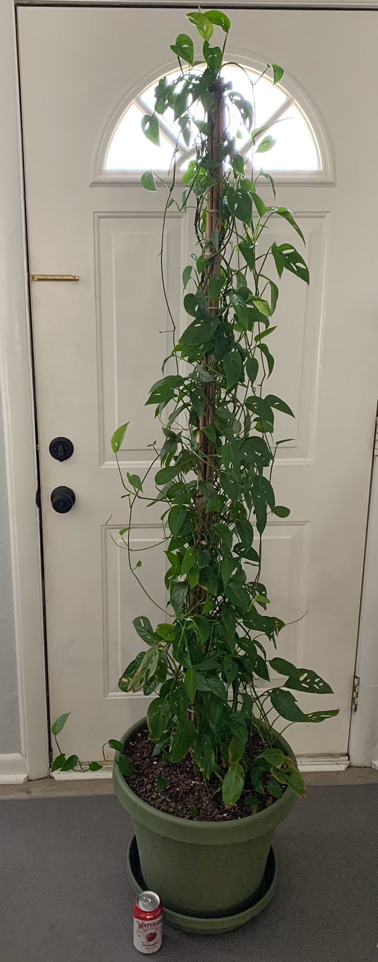 6’4” Philodendron Adansonii Swiss Chees Plant On Pole