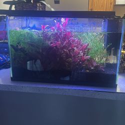 Fish Tank ( Live Plants) 
