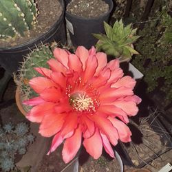 Cactus Plant