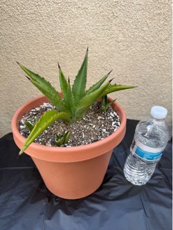 Agave Plant/Maguey