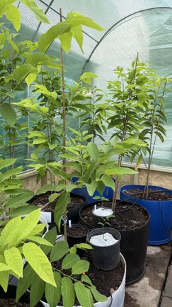 Sugar Apple plants