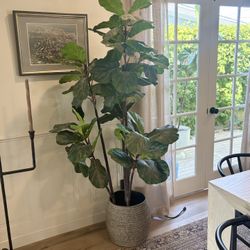 Tall Artificial Fiddle Leaf Fig in Ceramic Basket-Style Pot