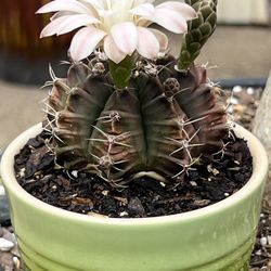 Gymnocalycium mihanovichii f.variegata