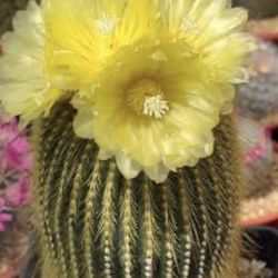 Tall Yellow Golden Ball Cactus 🌵🌼