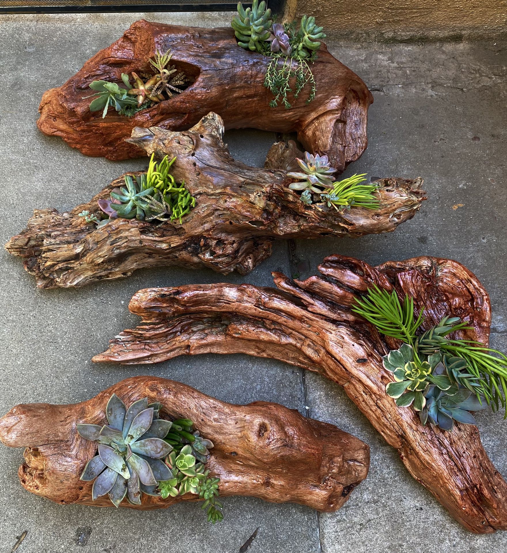 Real Stained Driftwood And Succulent Plants 