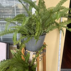 Fern Plant