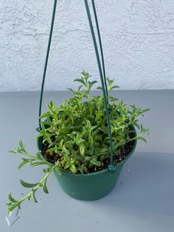 String of dolphins