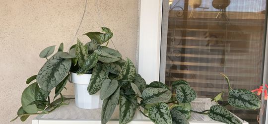 Scindapsus Pictus