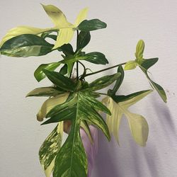 philodendron Florida beauty plant