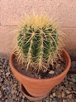 Barrel Cactus