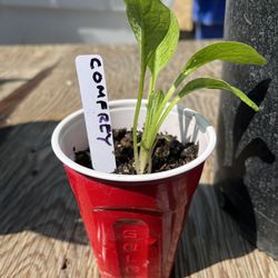 Comfrey Plant 