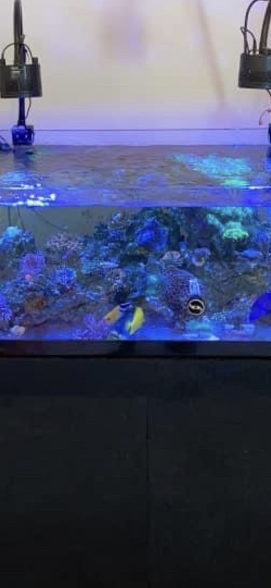 3 Saltwater Tanks