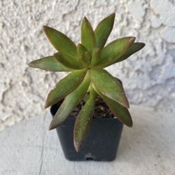 2 Inch Pot Succulent Plant - Sedum Adolphii - Firestorm - Rooted & Established - Drought Resistant -🪴 Great as Baby Shower or Wedding Favors