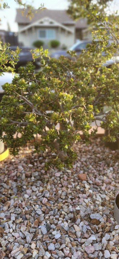 Free Jade Plant