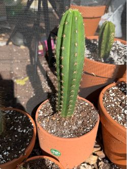 Large Rooted NOID San Pedro (Trichocereus) in Terracotta Pot