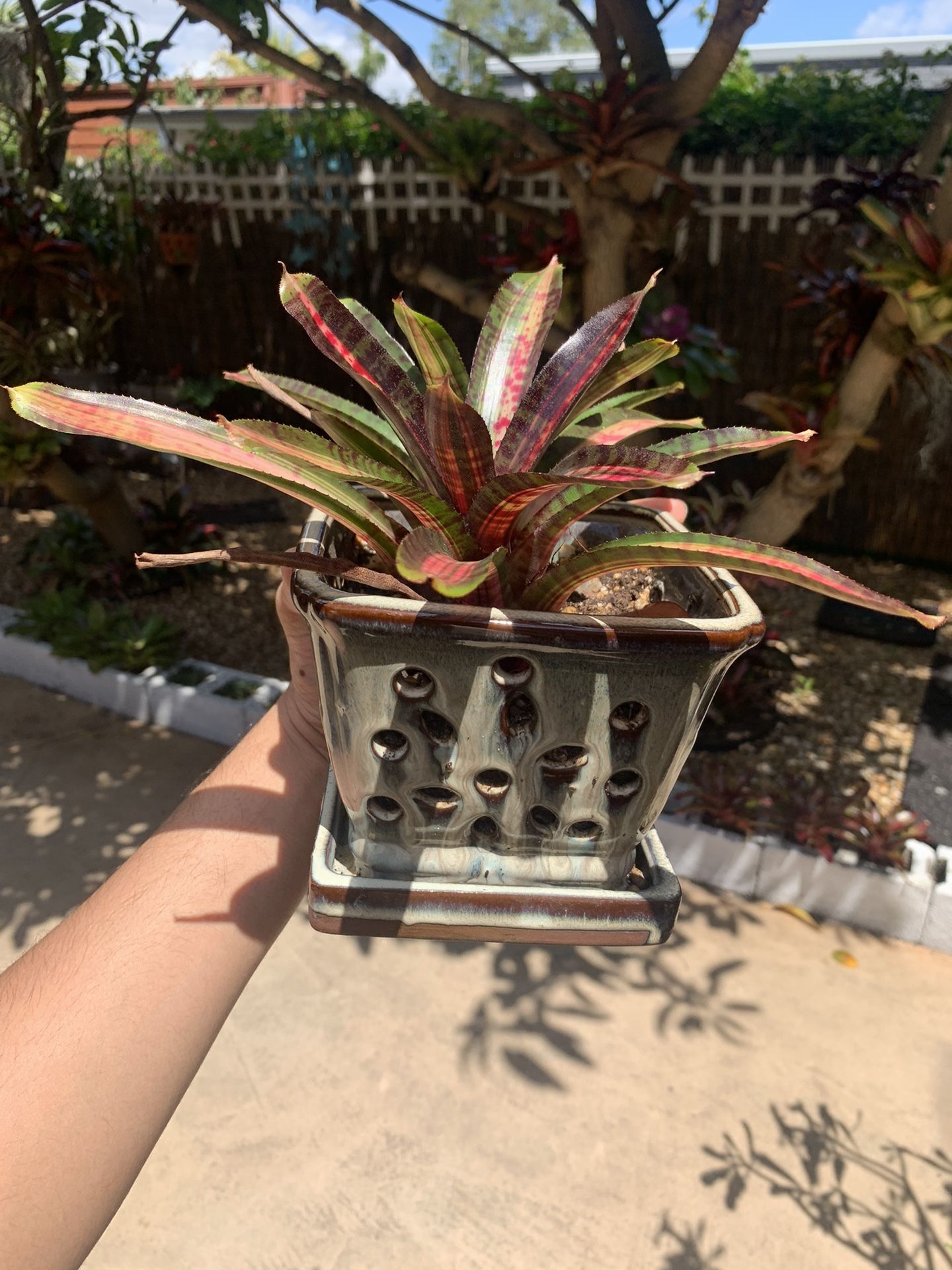 Glazed pot with Fixed Base Plants Included