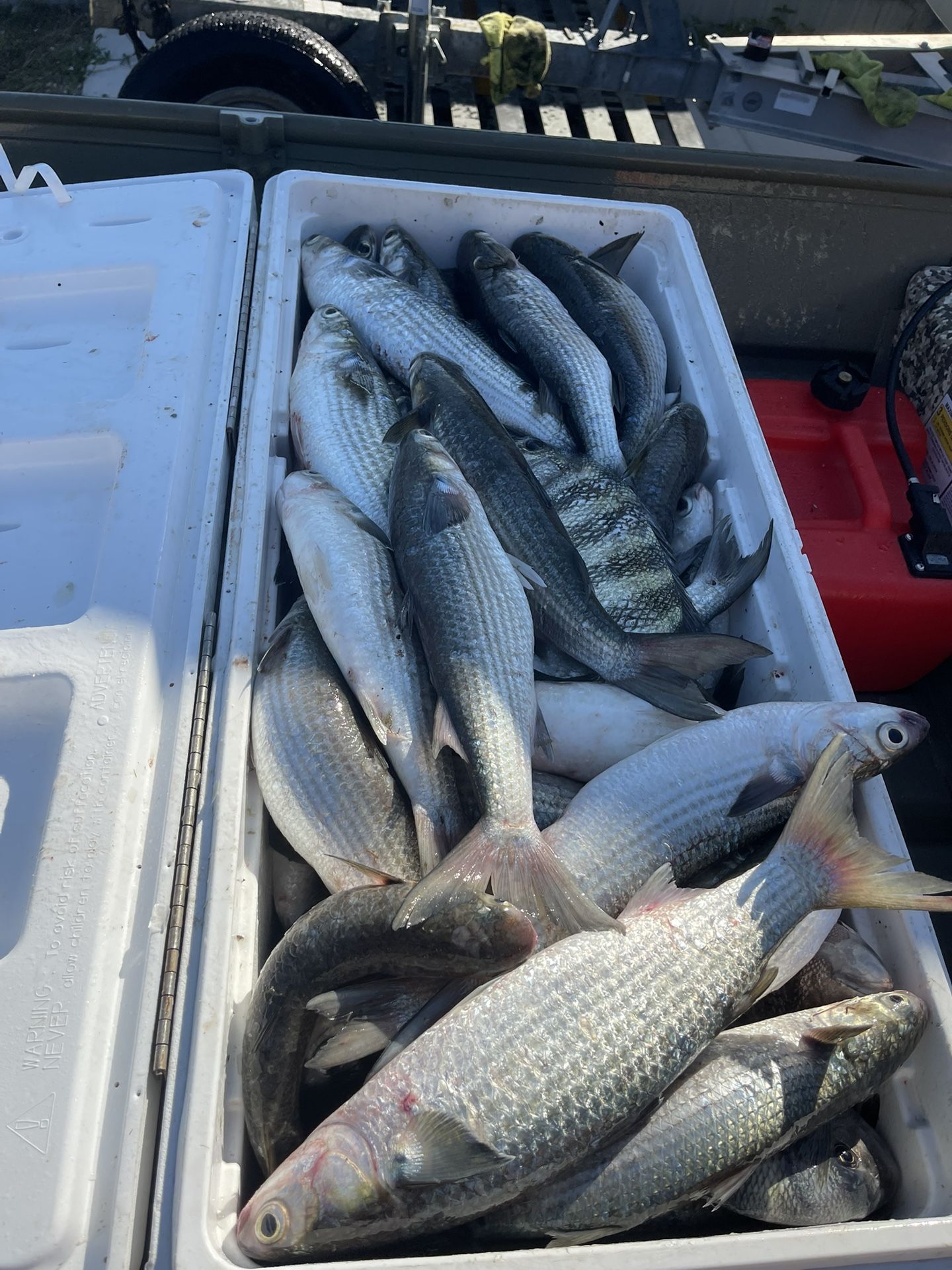 Fresh Mullet, Lisas Frescas