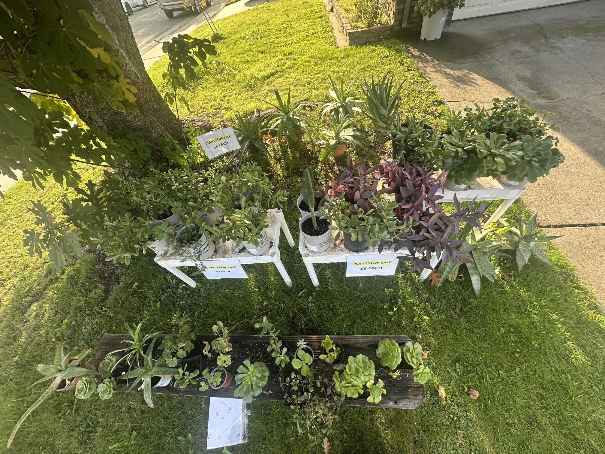 Plants For Sale!