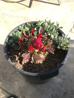 2 gallon pot w/ variety of plants
