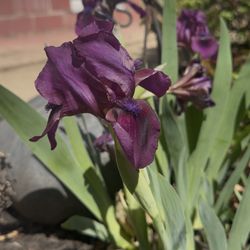 Bearded Iris Plant 