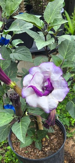 Angel Trumpet ๐บ plant ๐ชด double flowers