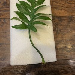 Philodendron Distantilobum Plant Cutting (pls Read Description Below)