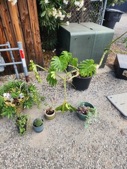 Plants For Sale 