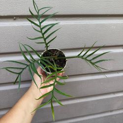 4” philodendron tortum