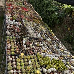 Succulents and Cactus Sales 🌵☀️🔥🔥🔥