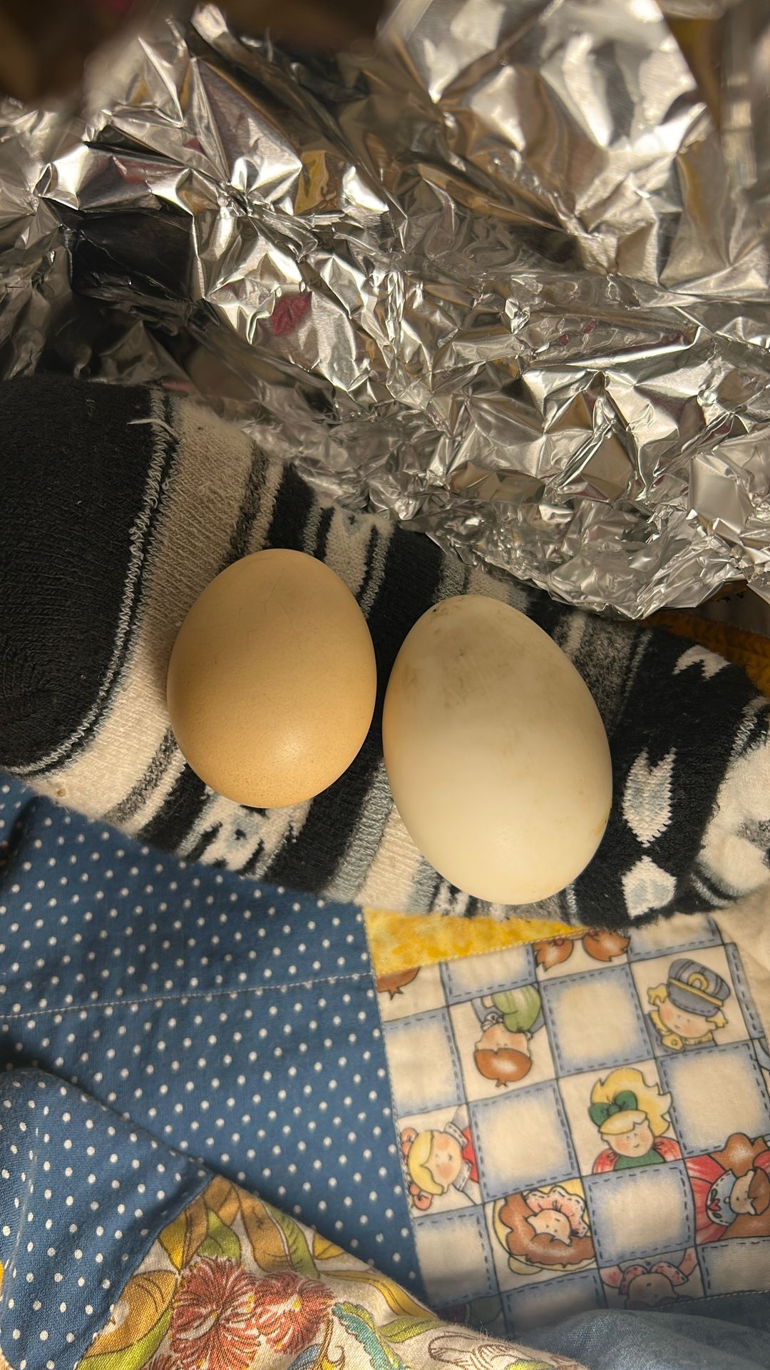 Duck Eggs