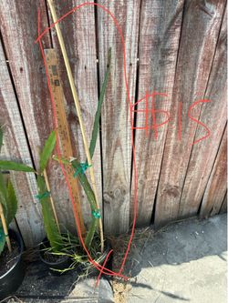 Dragonfruit plant-Sugar Dragon around 3ft