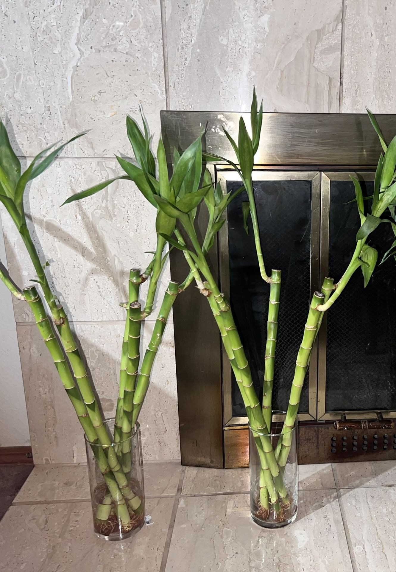 18 Inch Lucky Bamboo Plant Tree (I Have A lot) ($5 Each Stem)