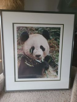 Framed Panda, Bear, Jaquars And Lion Cubs