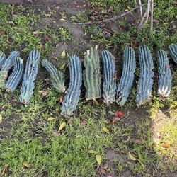 Peruvian Torch Cacti
