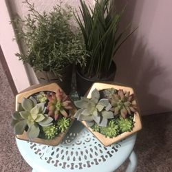  Bundle Of Artificial  Succulent  / Plants