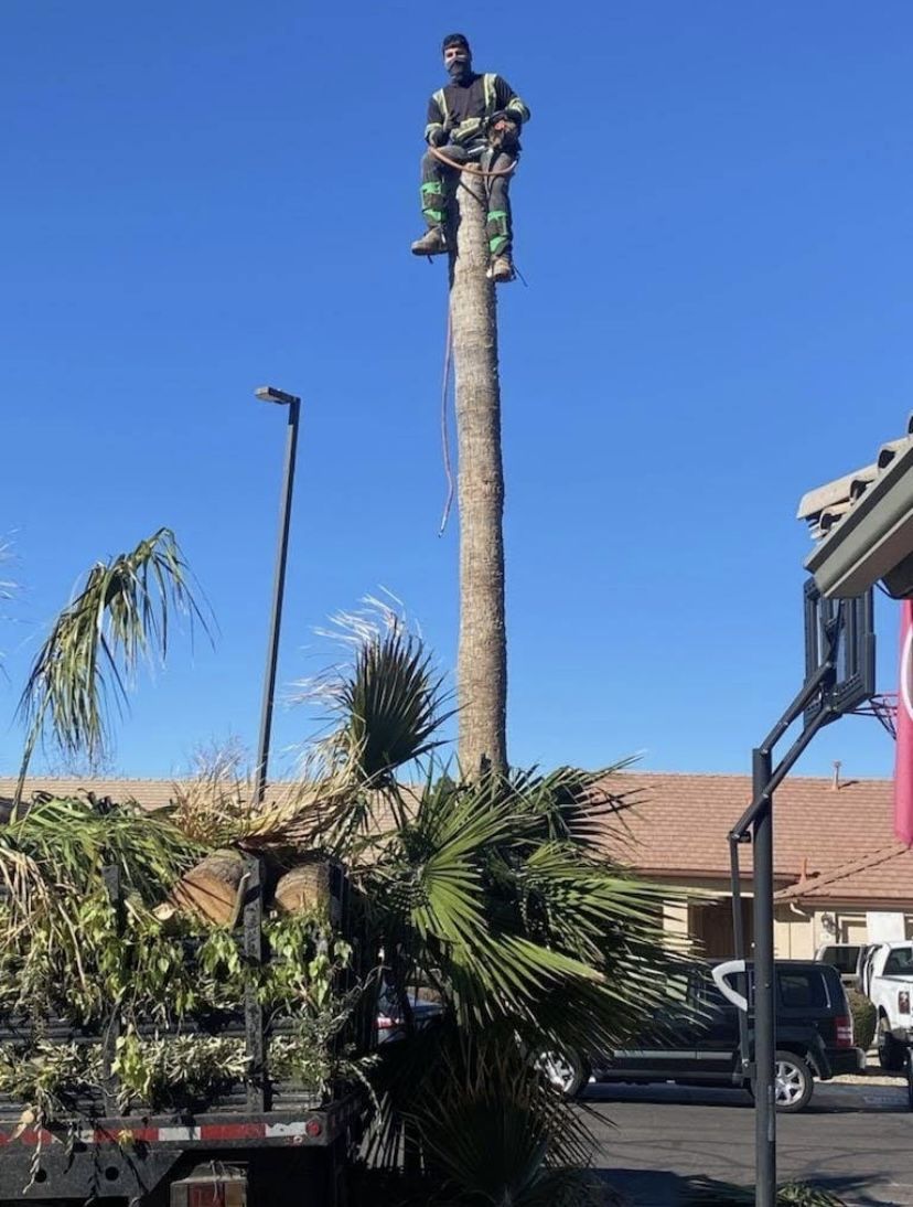 Palm Tree & Tree Trimming