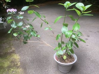 Hydrangea 'Stargazer'