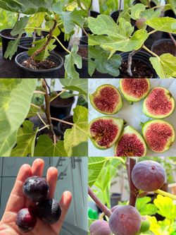 Healthy Family Fig Tree in Pot – Ready to Grow & Fruit!
