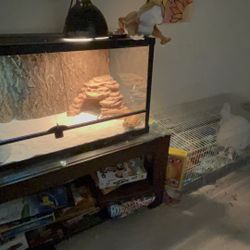 Bearded Dragon Cage 