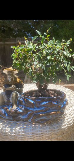 $85 firm Bonsai Chinese Elm $85 firm