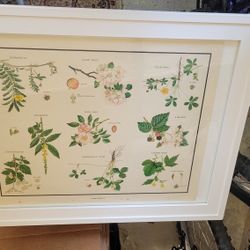 Herb Hanging Picture