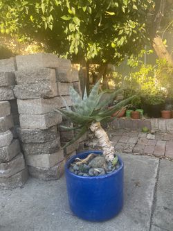Aloe Vera with beautiful pot
