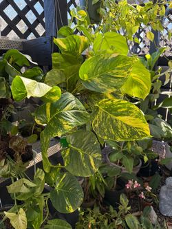 Hawaiian Pothos Plant - Trailing Pothos